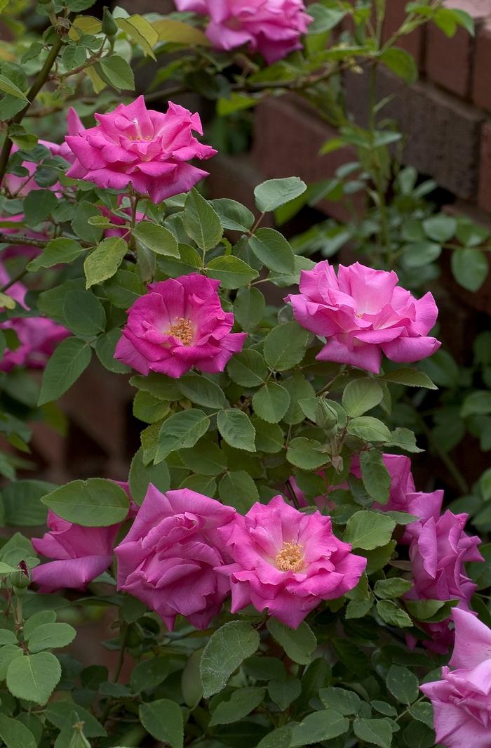 Rosa Zepherine Drouhin
