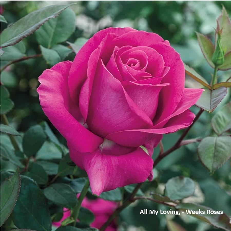 Rose All My Loving