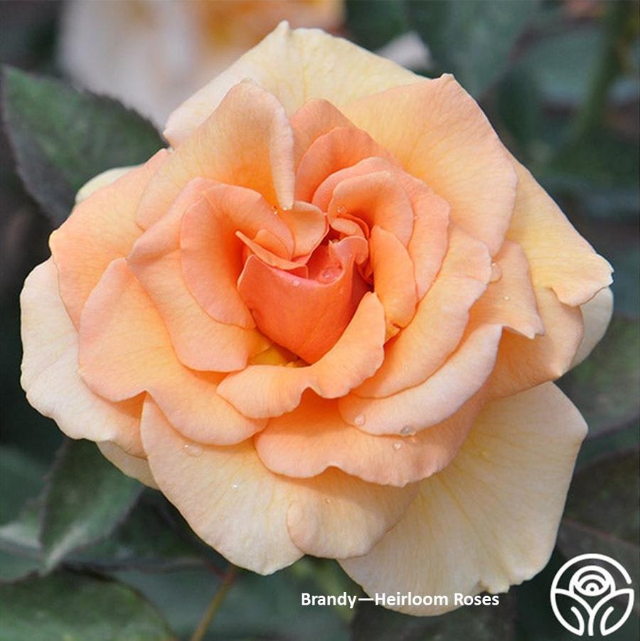Rose Brandy
