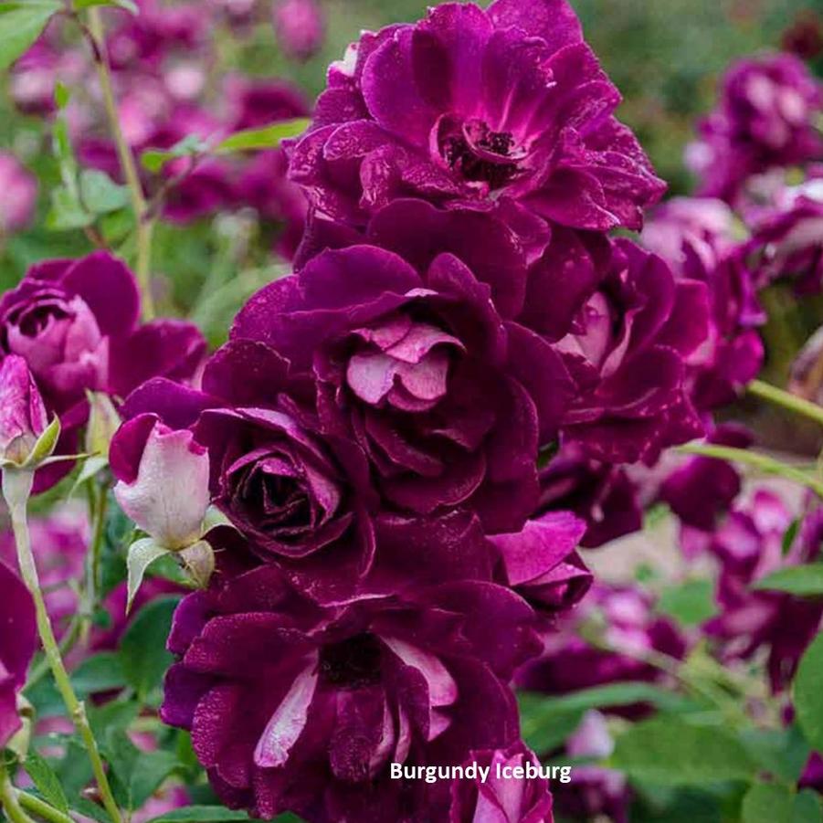 Rose Burgundy Iceberg