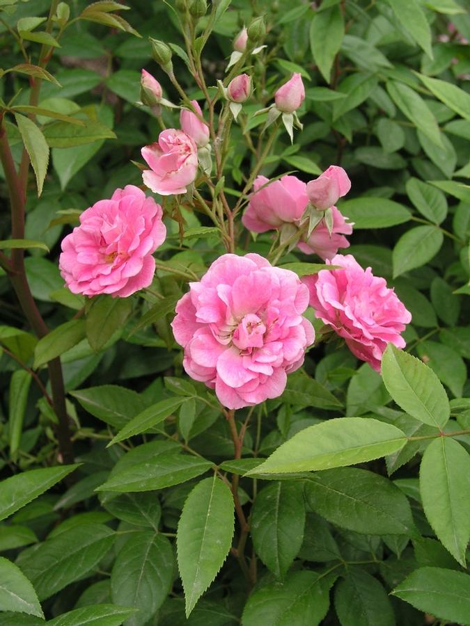 Rose China Doll
