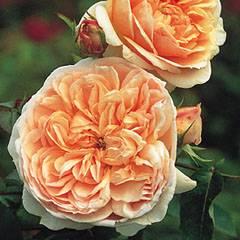 Rose Evelyn