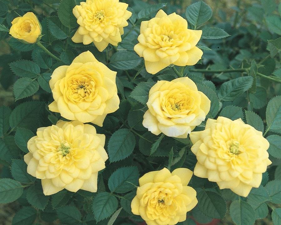 Rose Golden Sunblaze