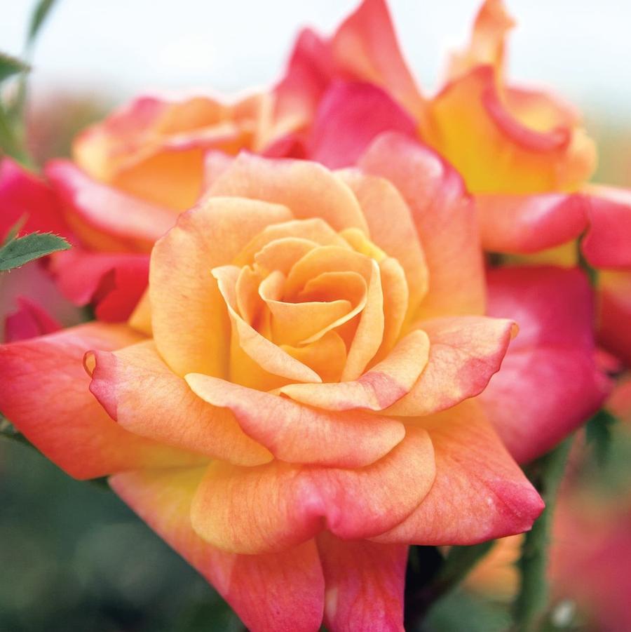 Rose Joseph's Coat