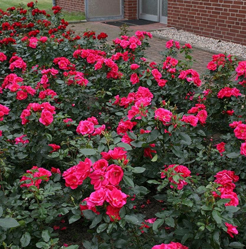 Rose Kolorscape Flamingo