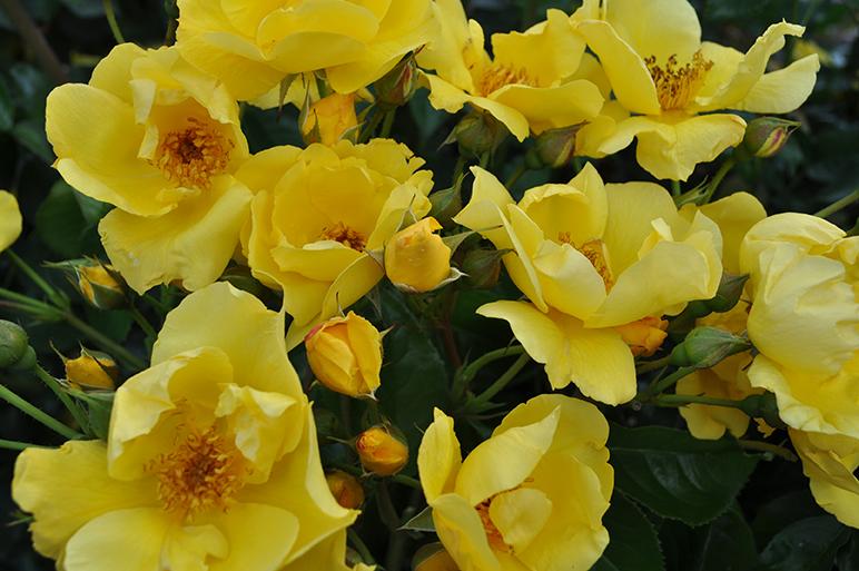 Rose Kolorscape Lemon Fizz