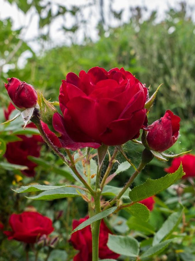 Rose Kolorscape Milano