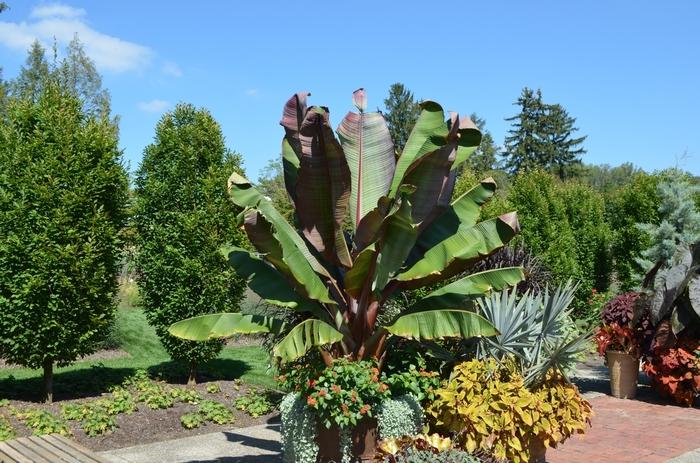 Ensete ventricosum Maurelii