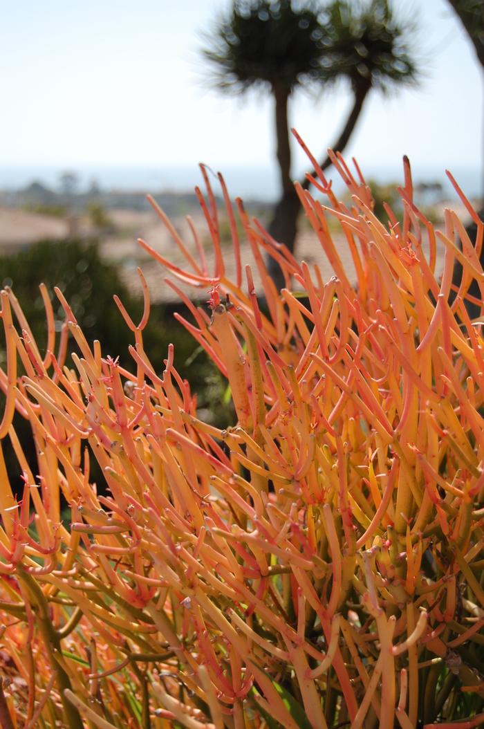Euphorbia tirucalli Sticks on Fire