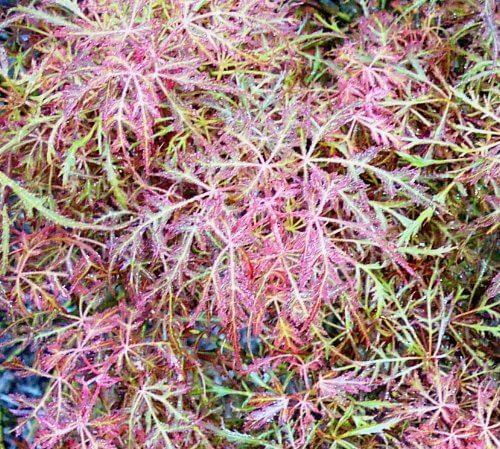 Acer palmatum Baby Lace
