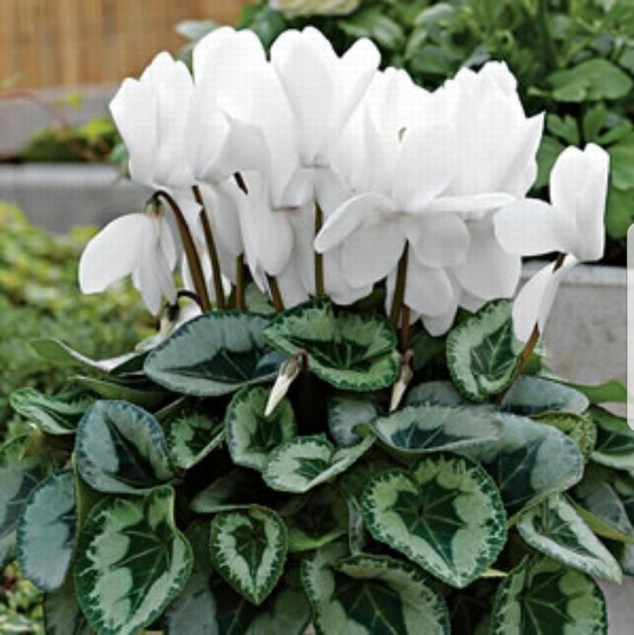 Cyclamen persicum latinia