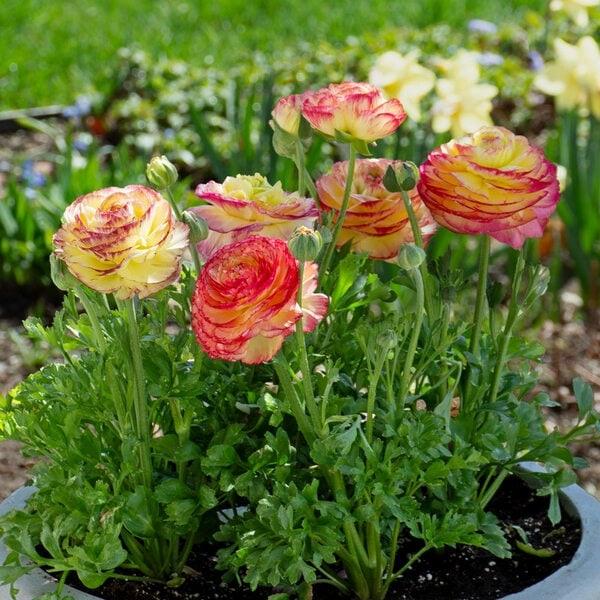 Ranunculus Asiaticus Mache 
