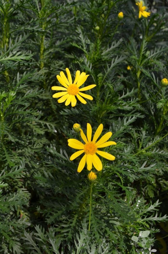 Euryops pectinatus Viridis
