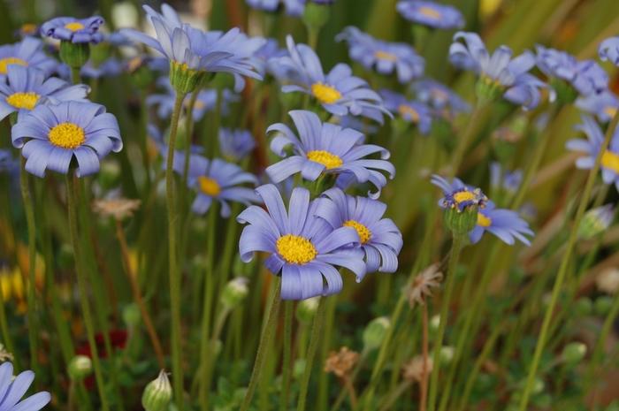 Felicia amelloides San Gabriel