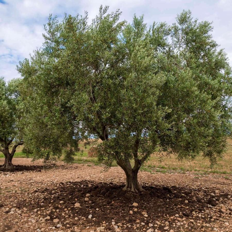 Olive Mission
