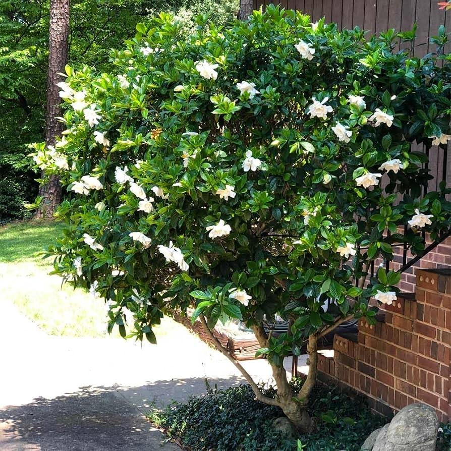 Gardenia jasminoides Mystery