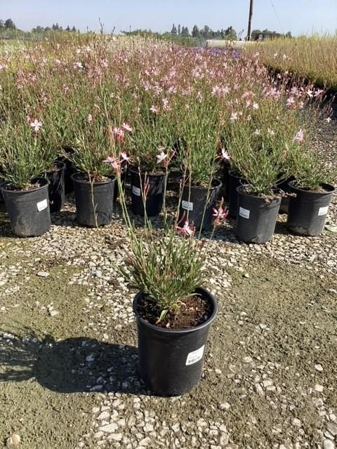 Gaura lindheimeri Little Janie