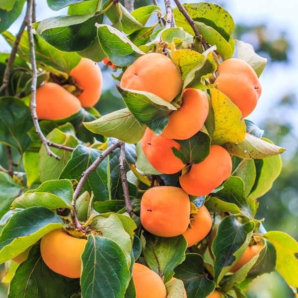Persimmon Izu