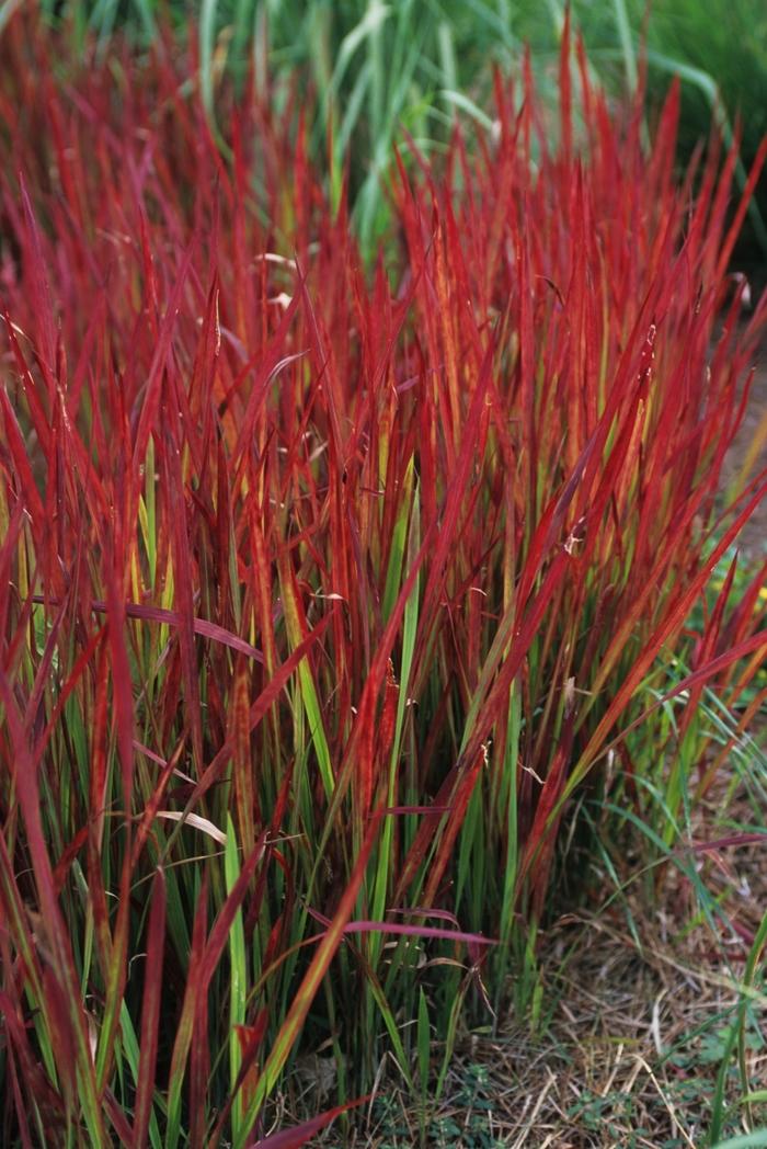 Imperata cylindrica Rubra