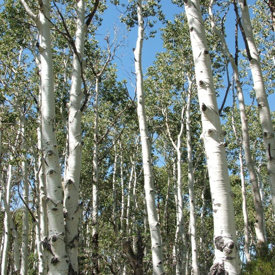 Populus tremuloides 