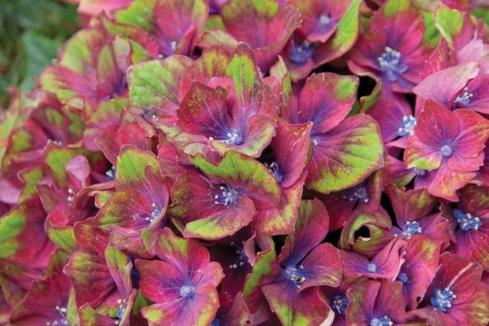 Hydrangea macrophylla Horwack Pistachio