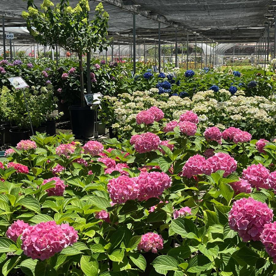 Hydrangea macrophylla Red Sensation