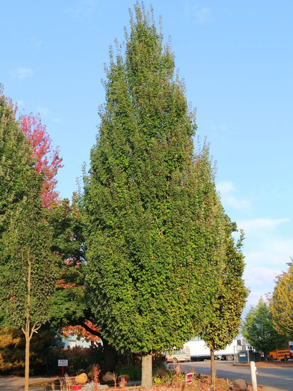 Acer rubrum Armstrong Gold&reg;