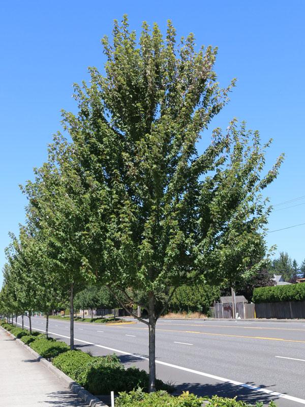 Acer rubrum Redpointe