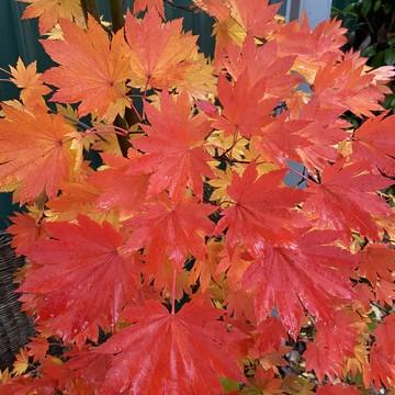 Acer japonicum O Isami