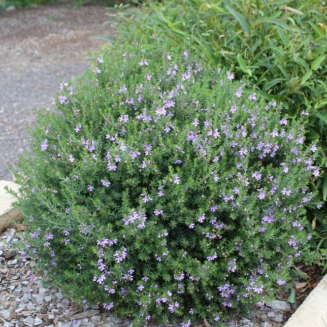 Westringia hybrid Blue Gem