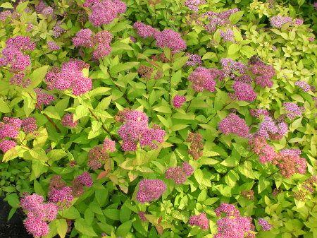 Spiraea bumalda Gold Flame