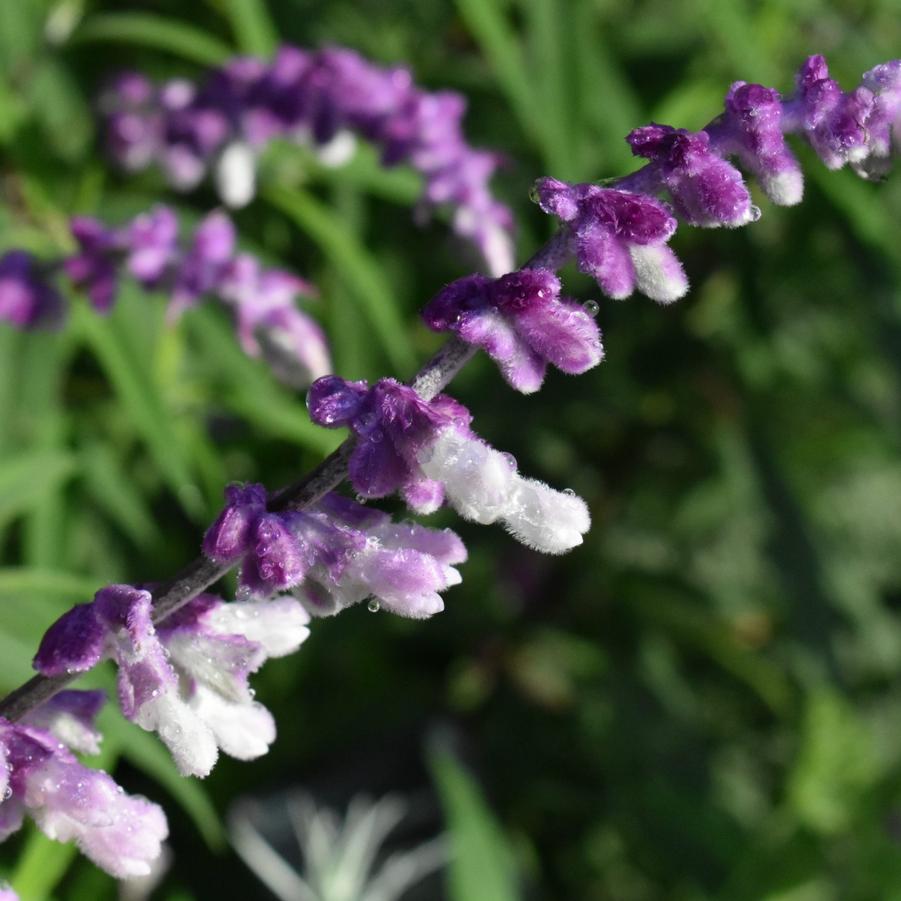 Salvia leucantha 