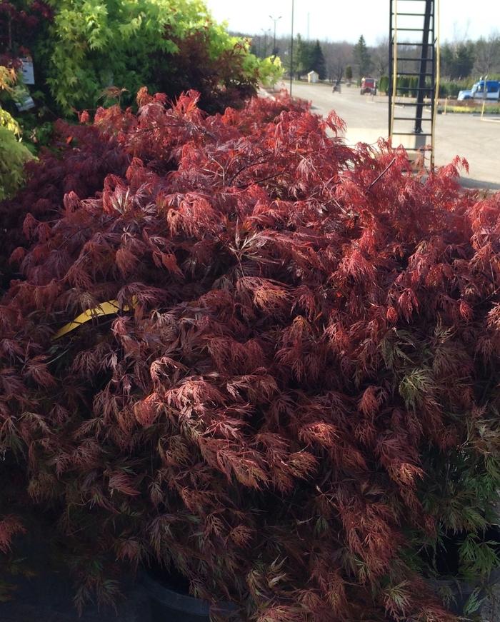 Acer palmatum dissectum Orangeola