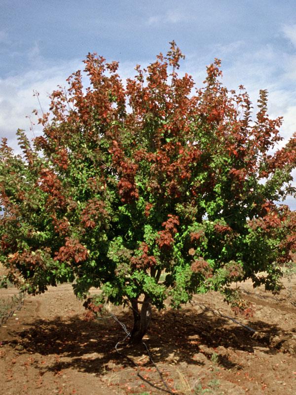 Acer tataricum Hot Wings
