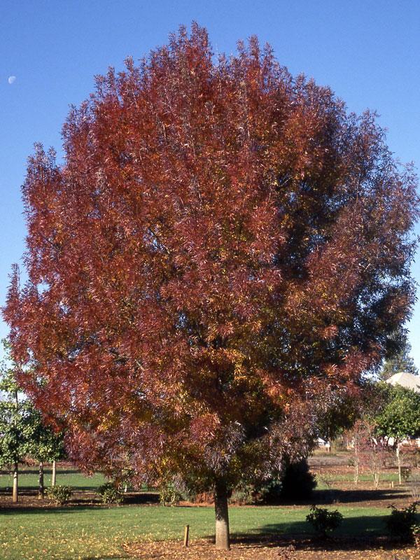 Fraxinus angustifolia oxycarpa Raywood