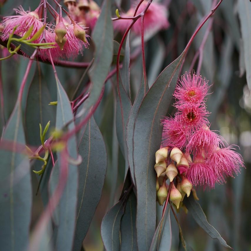 Eucalyptus sideroxylon Rosea