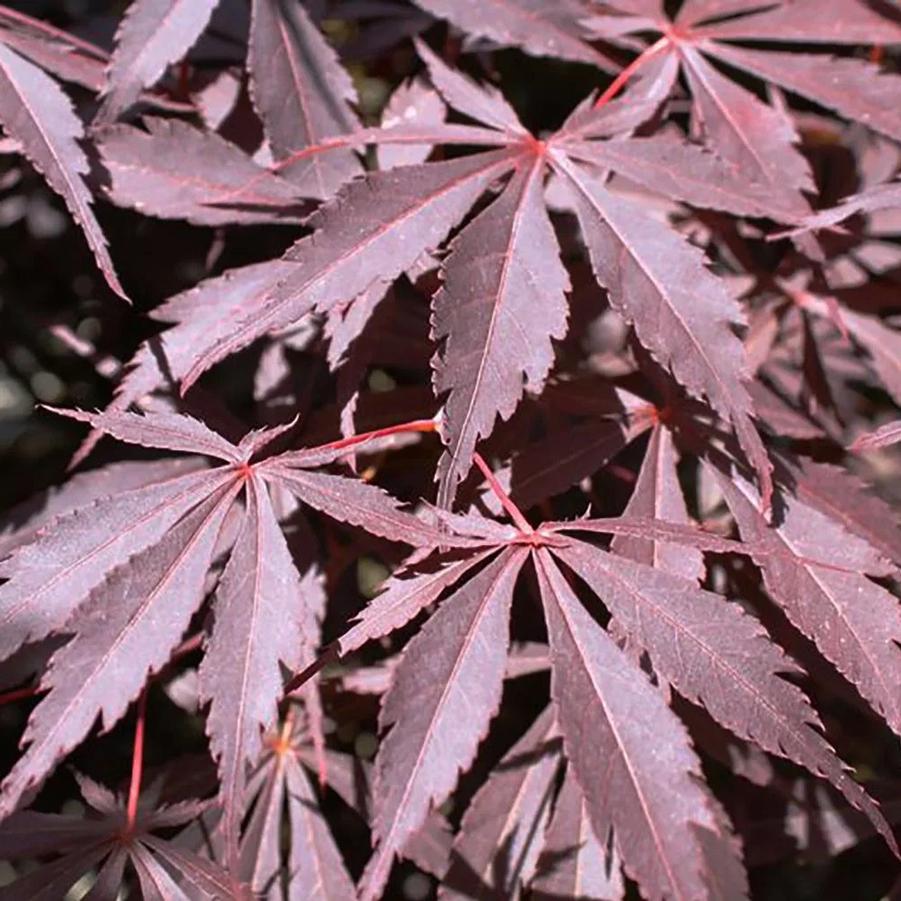 Acer palmatum dissectum Burgundy Lace