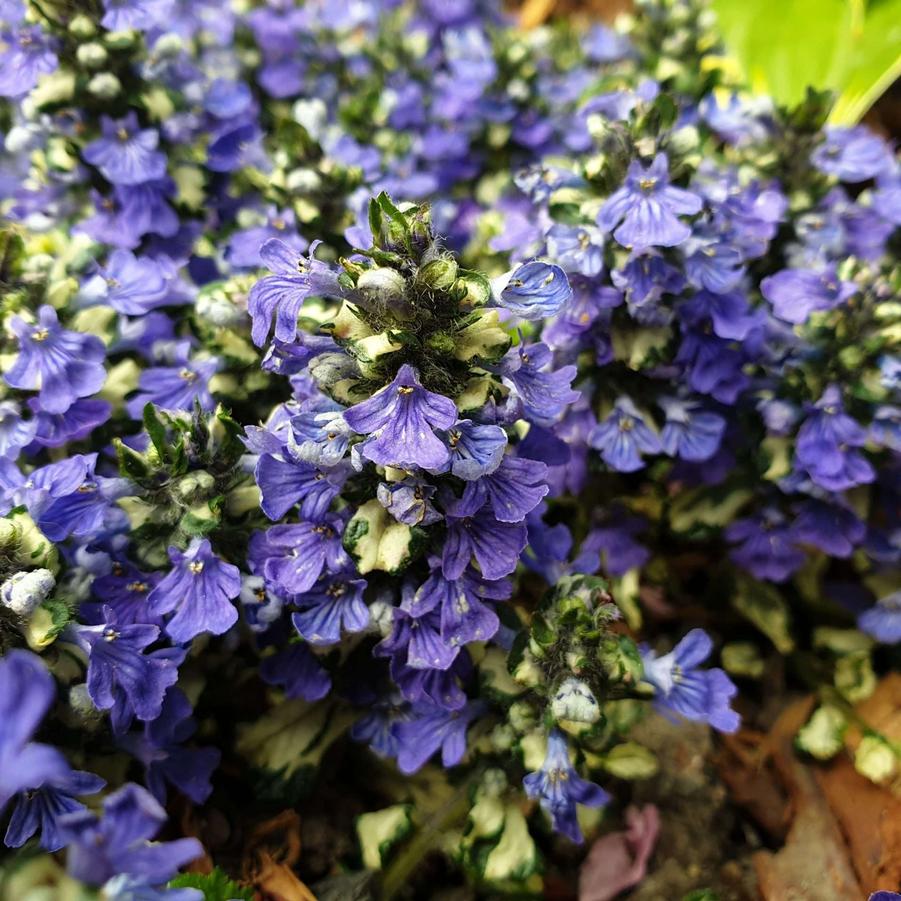 Ajuga reptans Princess Leia