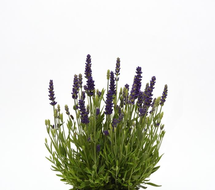 Lavandula angustifolia Blue Spear