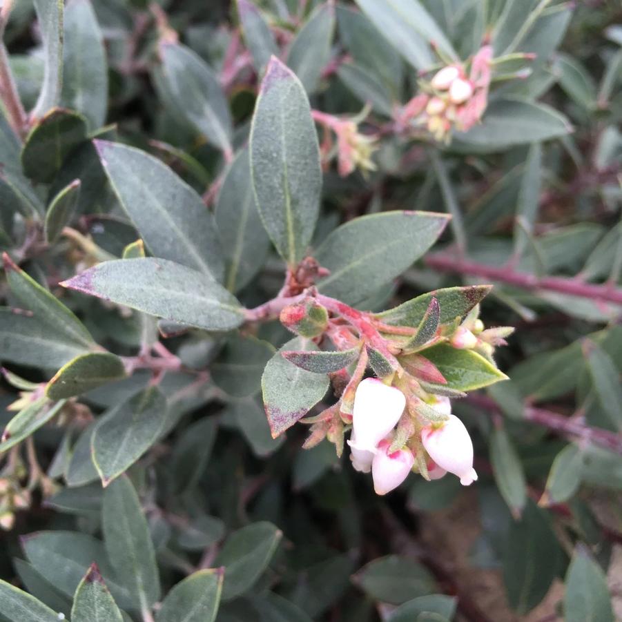 Arctostaphylos uva-ursi Pacific Mist