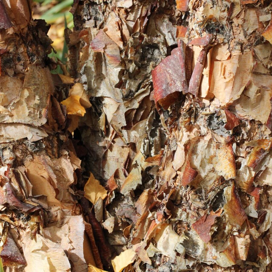 Betula nigra Select