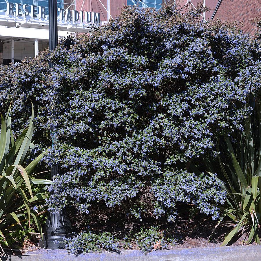 Ceanothus arboreus Dark Star