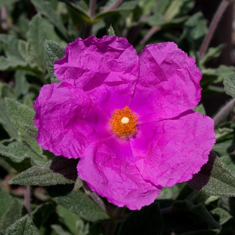 Cistus x pulverulentus Sunset