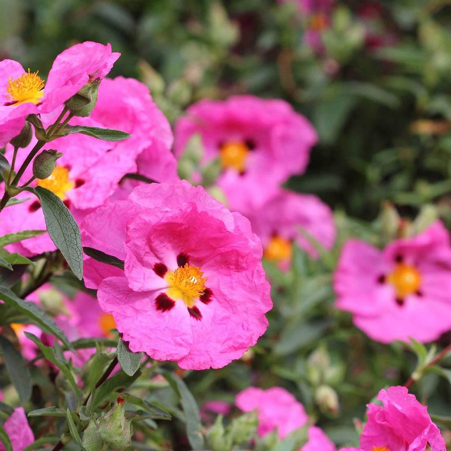 Cistus x purpureus 