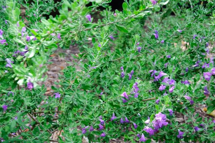 Leucophyllum langmaniae Rio Bravo