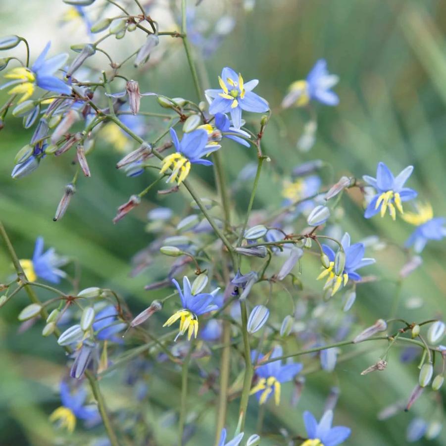 Dianella Coolvista&trade;