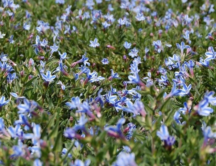 Lithodora diffusa Blue Star