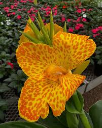 Canna x generalis Cannova&reg; Gold Leopard