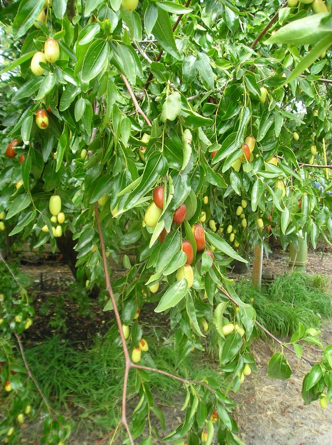 Jujube Sugarcane