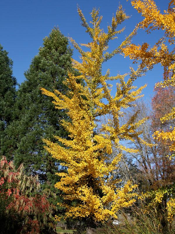Ginkgo biloba Princeton Sentry